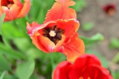 Güzel kırmızı lale çiçekleri, kapat manzarayı