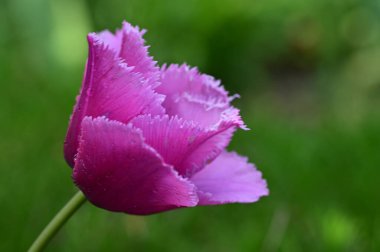 Bahçedeki güzel lale