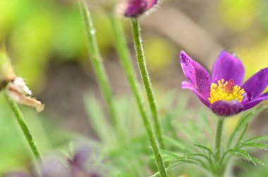 Bahçedeki güzel mor çiçekler