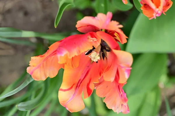 Hermosas Flores Tulipán Rojo Vista Cerca —  Fotos de Stock