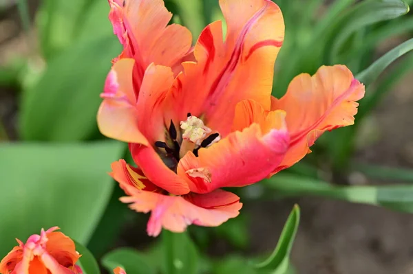 美丽的红色郁金香花 — 图库照片