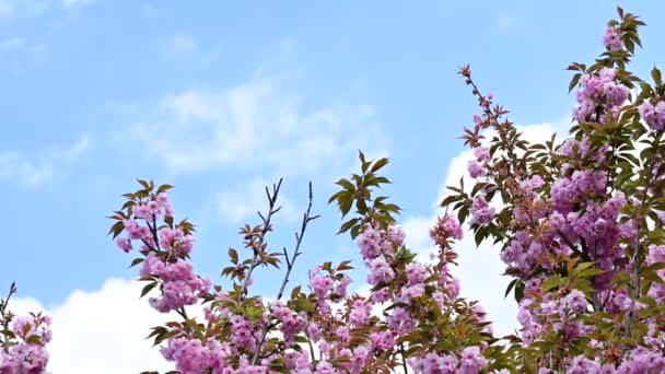 Красивые Розовые Цветы Цветут Саду — стоковое видео