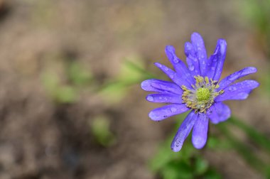 Güzel çiçek bahçede büyüyen