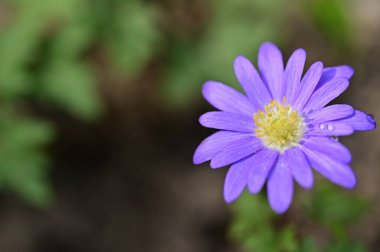 Güzel çiçek bahçede büyüyen