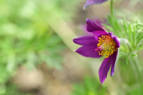 Piękne Fioletowe Kwiaty Ogrodzie — Zdjęcie stockowe