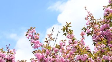 güzel pembe çiçekler Çiçek bahçesinde