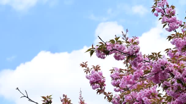 Красивые Розовые Цветы Цветут Саду — стоковое видео