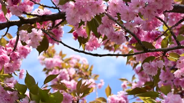 Mooie Roze Bloemen Bloeien Tuin — Stockvideo