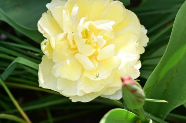 Bahar bahçesindeki beyaz çiçeklere yakın.