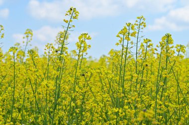 Sarı çiçekli tecavüz tarlası manzarası