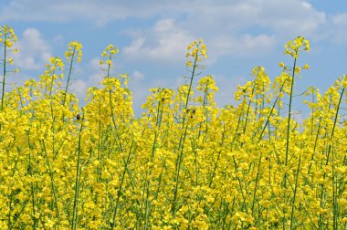 Sarı çiçekli tecavüz tarlası manzarası