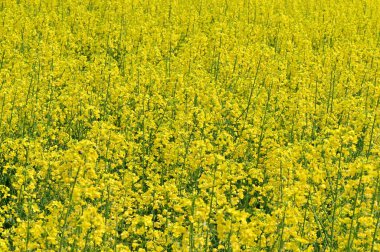 Sarı çiçekli tecavüz tarlası manzarası