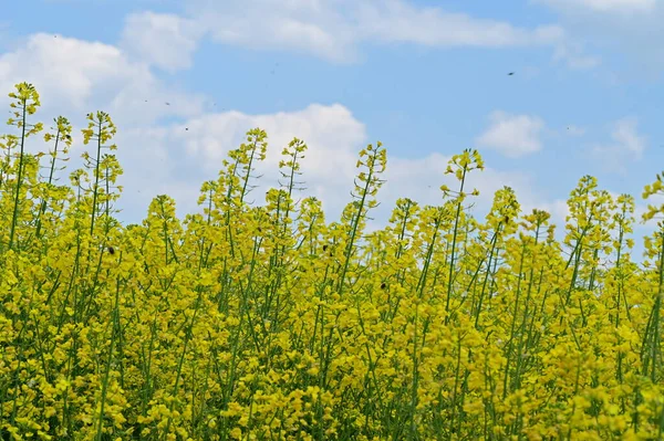 Schöner Blick Auf Rapsfeld Mit Gelben Blüten — Stockfoto