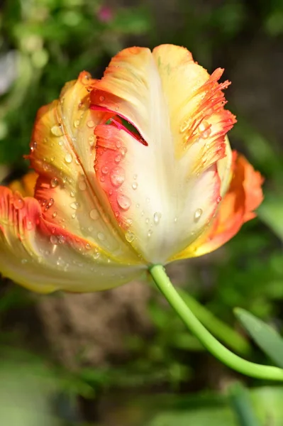 Hermosa Flor Tulipán Naranja Amarillo Jardín — Foto de Stock