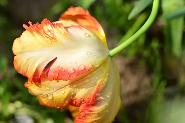 Bela Flor Tulipa Laranja Amarela Jardim — Fotografia de Stock
