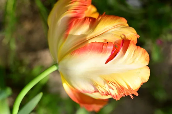 Hermosa Flor Tulipán Naranja Amarillo Jardín — Foto de Stock