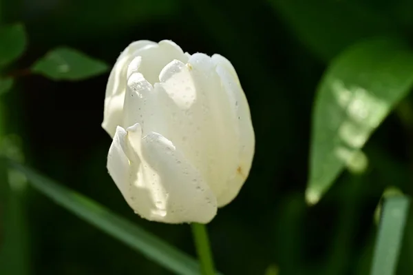 Nahaufnahme Weißer Blumen Frühlingsgarten — Stockfoto