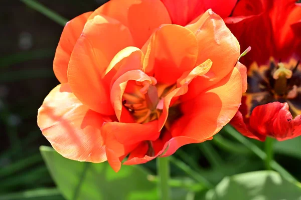 Belles Fleurs Rouges Dans Jardin — Photo