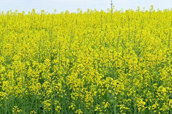 Bela Vista Campo Estupro Com Flores Amarelas — Fotografia de Stock