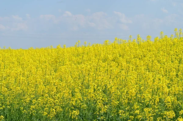 Όμορφη Θέα Του Πεδίου Της Ελαιοκράμβης Κίτρινα Λουλούδια — Φωτογραφία Αρχείου