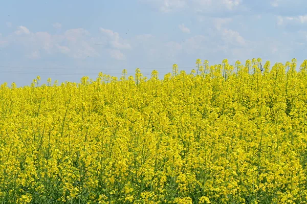 Bela Vista Campo Estupro Com Flores Amarelas — Fotografia de Stock