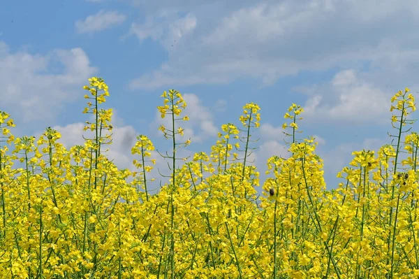 Красивый Вид Поле Рапса Желтыми Цветами — стоковое фото