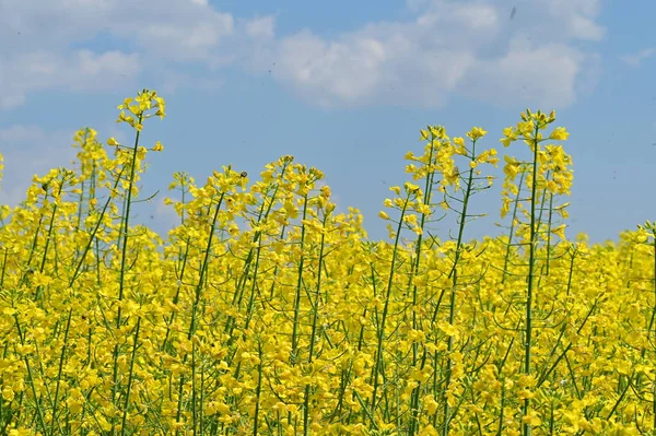 Prachtig Uitzicht Verkrachtingsveld Met Gele Bloemen — Stockfoto