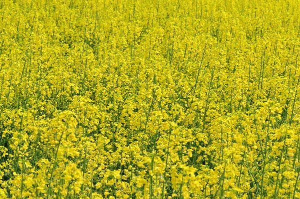 Gyönyörű Kilátás Repce Mező Sárga Virágok — Stock Fotó