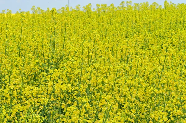 黄色い花の菜の花畑の美しい景色 — ストック写真