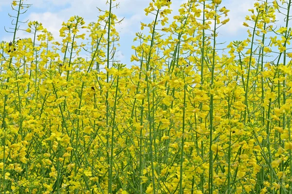 Schöner Blick Auf Rapsfeld Mit Gelben Blüten — Stockfoto