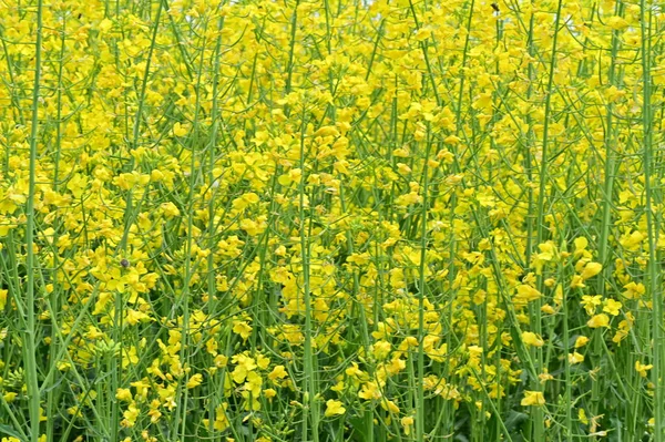 Piękny Widok Pole Gwałtu Żółtymi Kwiatami — Zdjęcie stockowe
