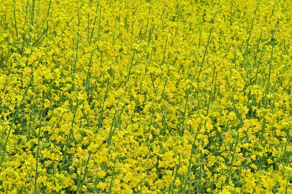 Hermosa Vista Del Campo Violación Con Flores Amarillas —  Fotos de Stock