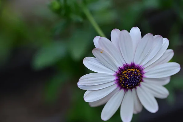 庭の美しい白と紫の花 — ストック写真