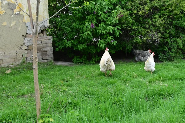Κοτόπουλο Στο Γρασίδι Στο Αγρόκτημα — Φωτογραφία Αρχείου