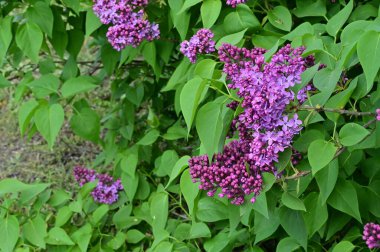 Bahçedeki güzel leylak çiçekleri