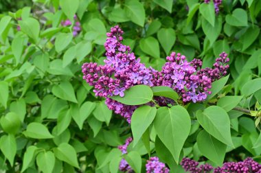 Bahçedeki güzel leylak çiçekleri