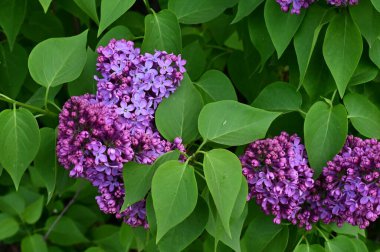 Bahçedeki güzel leylak çiçekleri