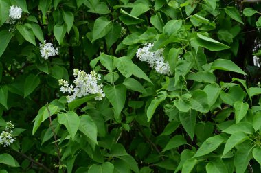 Bahar bahçesindeki beyaz çiçeklere yakın.