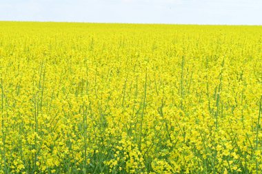 Sarı çiçekli tecavüz tarlası manzarası