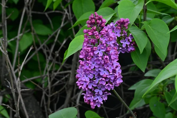 Piękne Kwiaty Lilii Ogrodzie — Zdjęcie stockowe