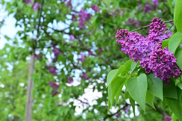 Piękne Kwiaty Lilii Ogrodzie — Zdjęcie stockowe