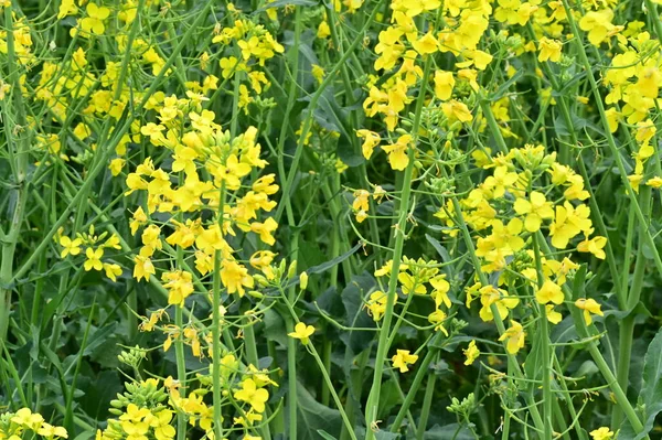 Hermosa Vista Del Campo Violación Con Flores Amarillas — Foto de Stock
