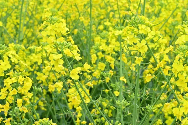 Hermosa Vista Del Campo Violación Con Flores Amarillas — Foto de Stock