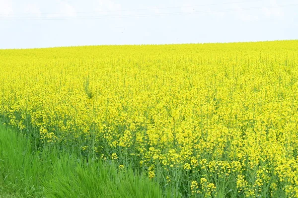 Bela Vista Campo Estupro Com Flores Amarelas — Fotografia de Stock