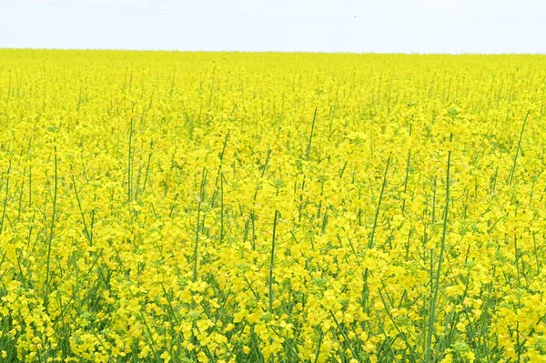 Gyönyörű Kilátás Repce Mező Sárga Virágok — Stock Fotó