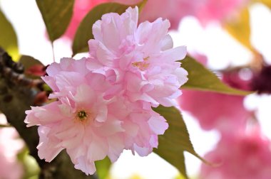 Güzel pembe sakura çiçekleri bahçede çiçek açıyor.