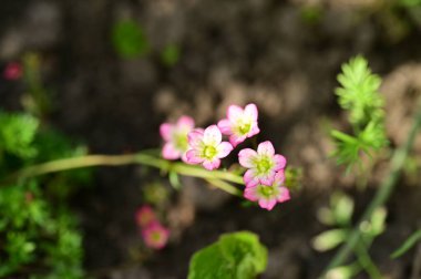 Bahçedeki küçük güzel pembe çiçekler