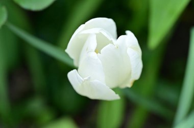 Bahar bahçesindeki beyaz çiçeklere yakın.