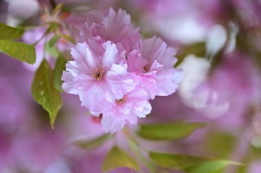 Güzel pembe sakura çiçekleri bahçede çiçek açıyor.