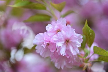 Güzel pembe sakura çiçekleri bahçede çiçek açıyor.